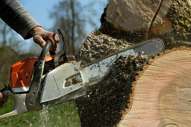 Emergency Storm Tree Removal in Rising Sun Lebanon, DE